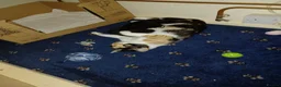 Mixed Breed cats for sale: 2 beautiful kittens 8 weeks old  - Advert 4
