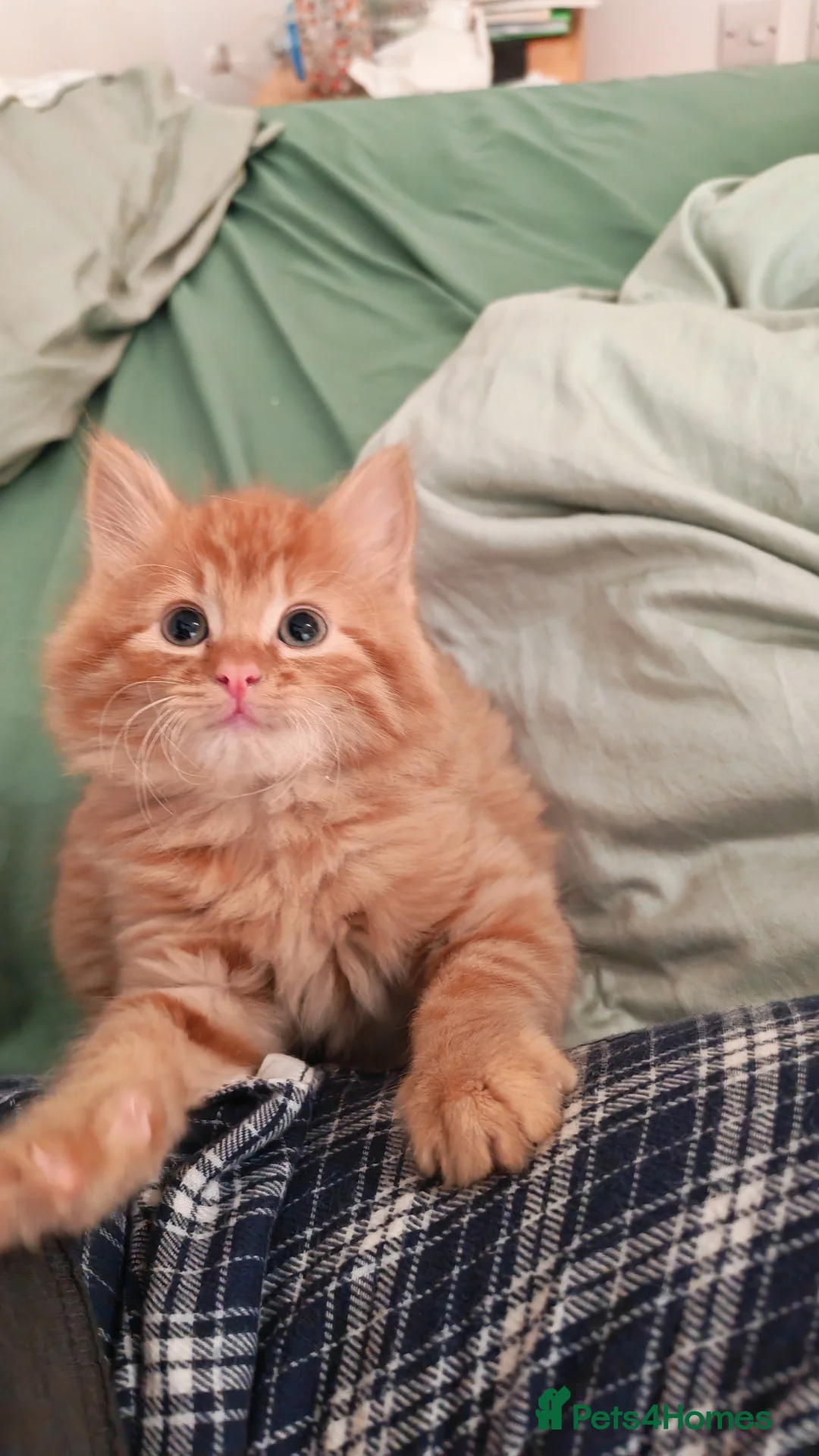 Mixed Breed cats for sale: Gorgeous fluffy ginger kitten -one male left - Advert 1