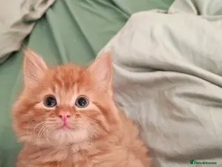 Mixed Breed cats Gorgeous fluffy ginger kitten -one male left - Advert 1