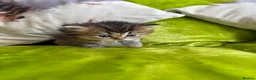 British Longhair cats for sale: British Longhair Kittens in London - Advert 14