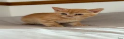 Scottish Fold cats for sale: Scottish fold and Scottish straight  - Advert 13