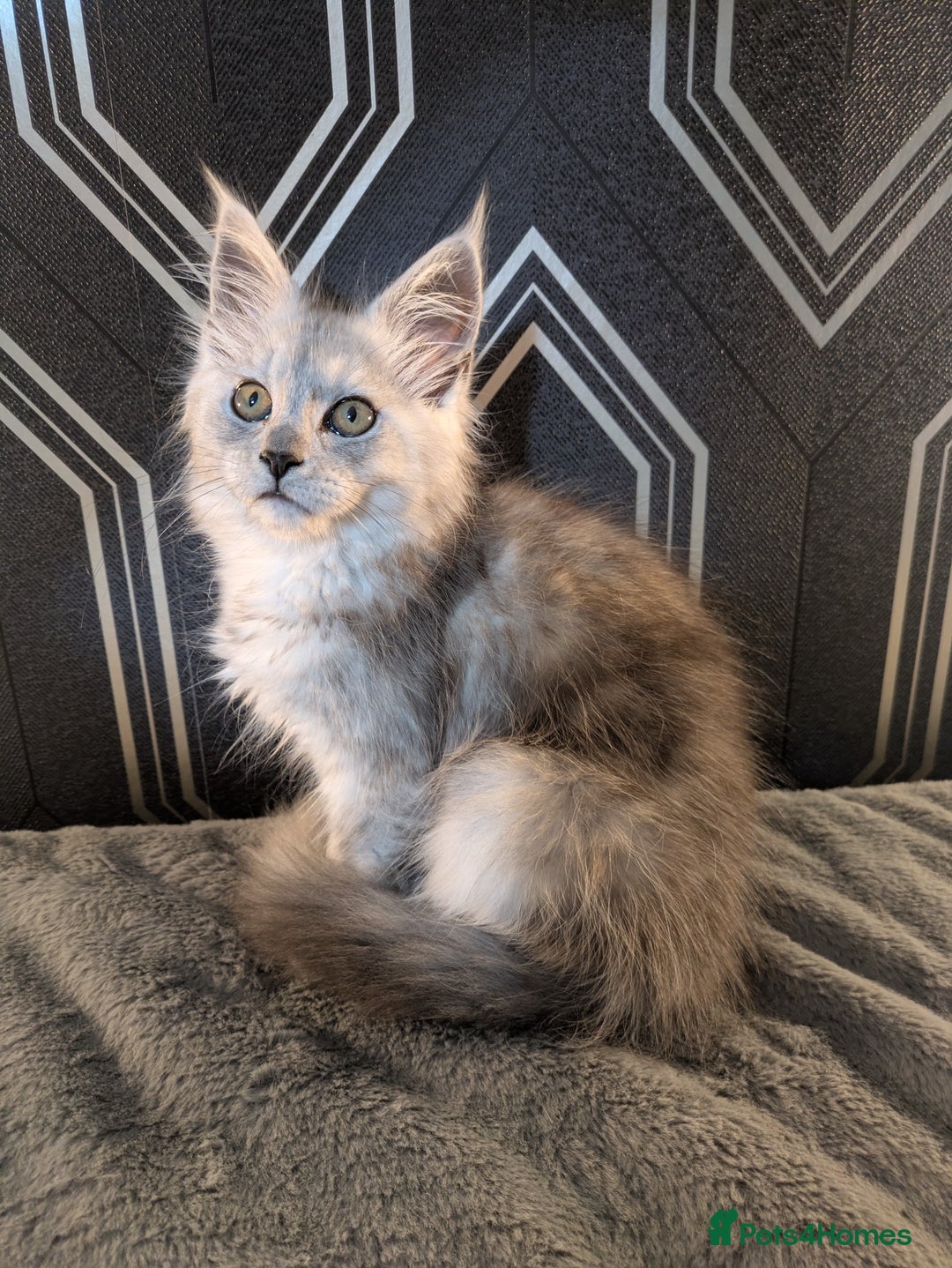 Maine Coon cats for sale: Pedigree Maine coons ready 17/11/25 - Advert 13