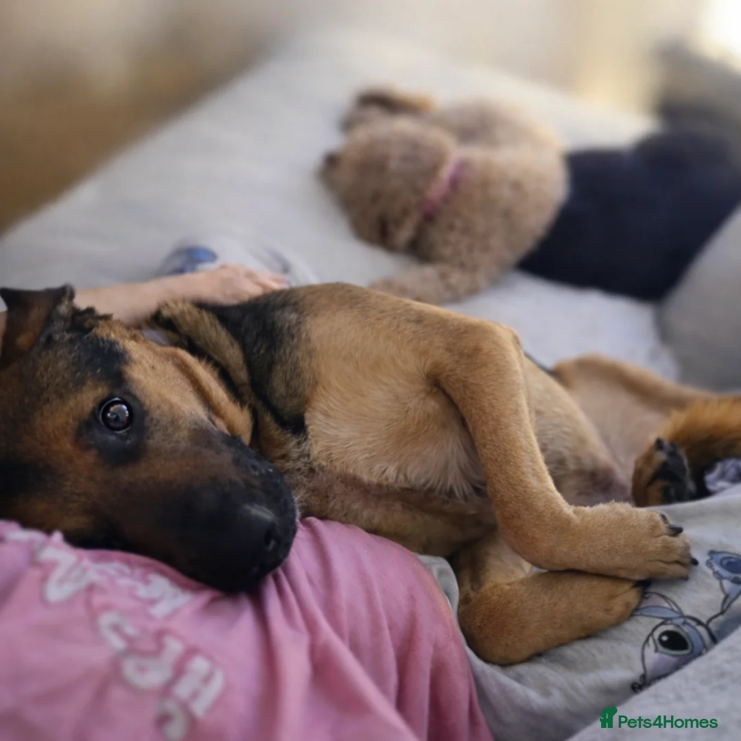 German Shepherd dogs for adoption: 💔JIM IS STILL WAITING..HE DOESN’T UNDERSTAND WHY  - Advert 10