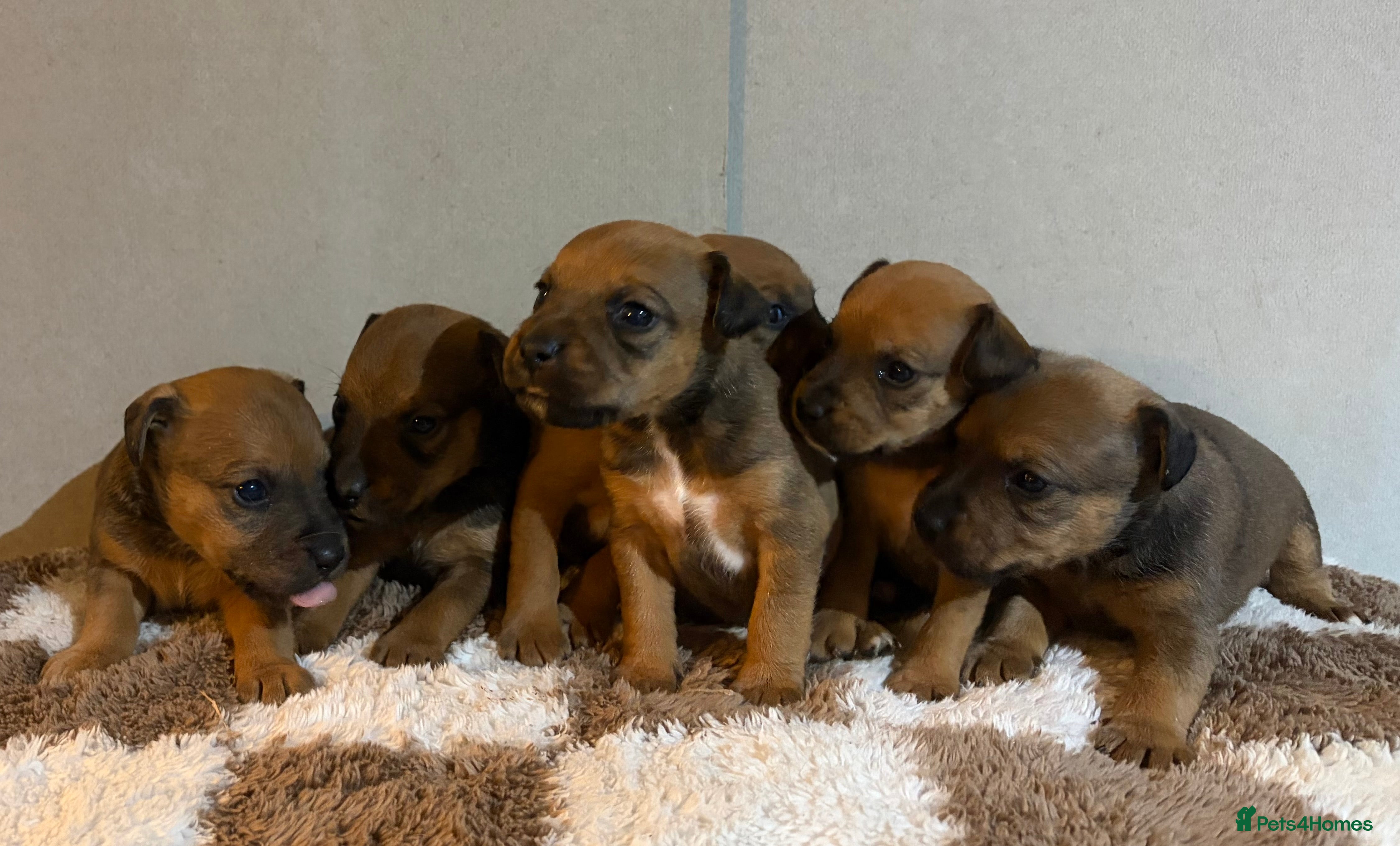 Mixed Breed dogs 6 Lakeland x Russell puppies  - Advert 8