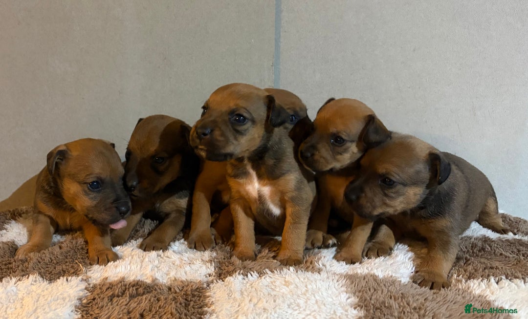 Mixed Breed dogs for sale: 6 Lakeland x Russell puppies  - Advert 1