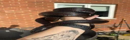 King Snake reptiles for sale: Mexican black king snake CB17 in Swadlincote - Advert 3