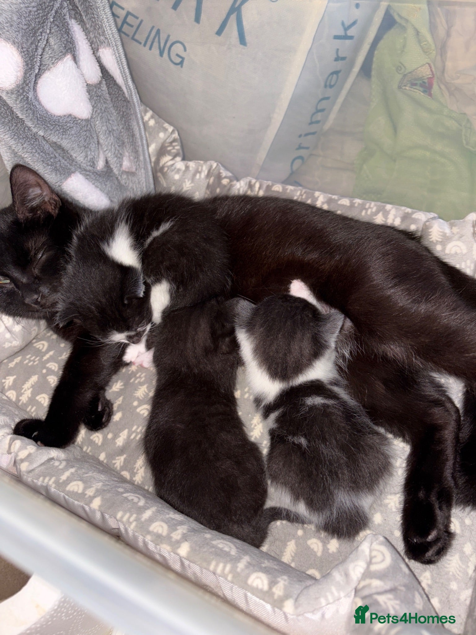 Mixed Breed cats Beautiful Kittens. 1 boy🖤-2 girls🤍 - Advert 17
