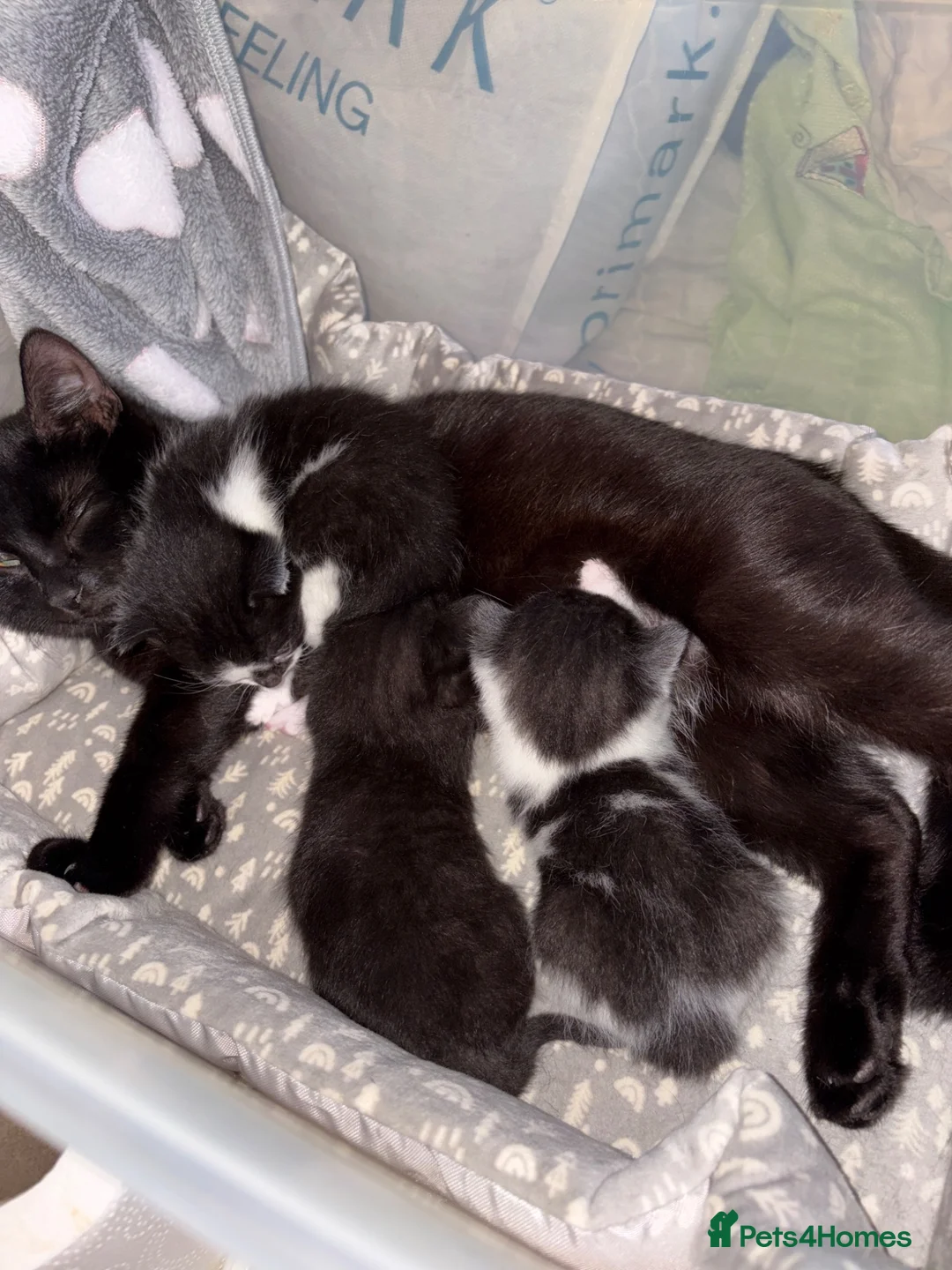 Mixed Breed cats for sale: Beautiful Kittens. 1 boy🖤-2 girls🤍 in Slough - Advert 1