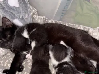 Mixed Breed cats Beautiful Kittens. 1 boy🖤-2 girls🤍 - Advert 2
