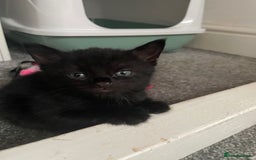 Mixed Breed cats for sale: Four beautiful kittens  - Image 8
