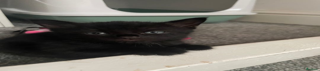 Mixed Breed Kitten 4