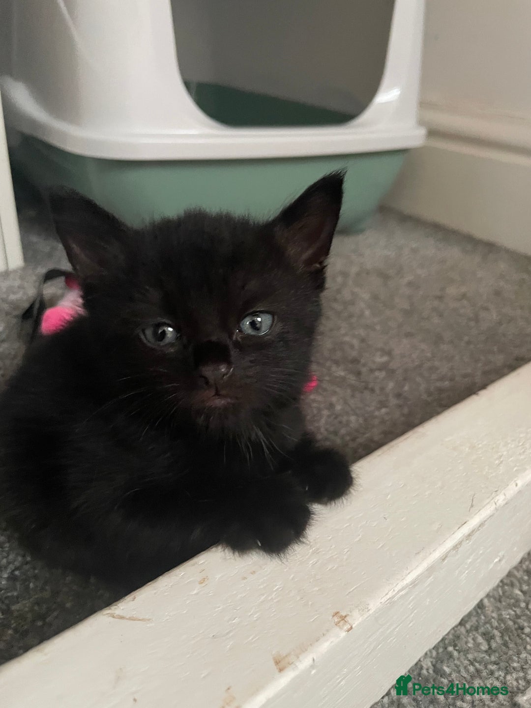 Mixed Breed cats for sale: Four beautiful kittens  - Image 8