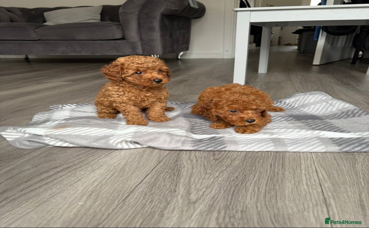 Toy Poodle dogs Deep red toy poodle KC reg  - Advert 9