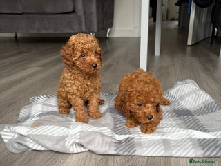 Toy Poodle dogs for sale: Deep red toy poodle KC reg - Advert 1