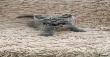 Scottish Fold cats - Advert 13