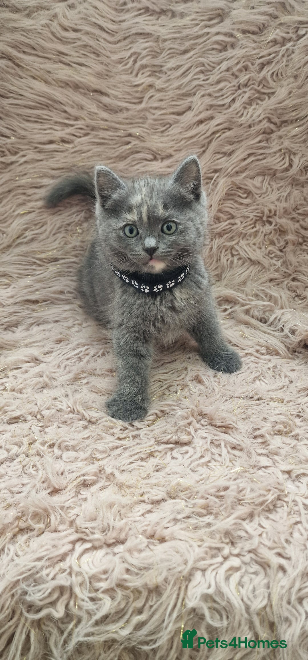 Scottish Fold cats for sale: Scottish fold british shorthair - Image 7