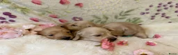 Miniature Dachshund dogs for sale: Cream long haired miniature dachshund puppies  - Advert 11