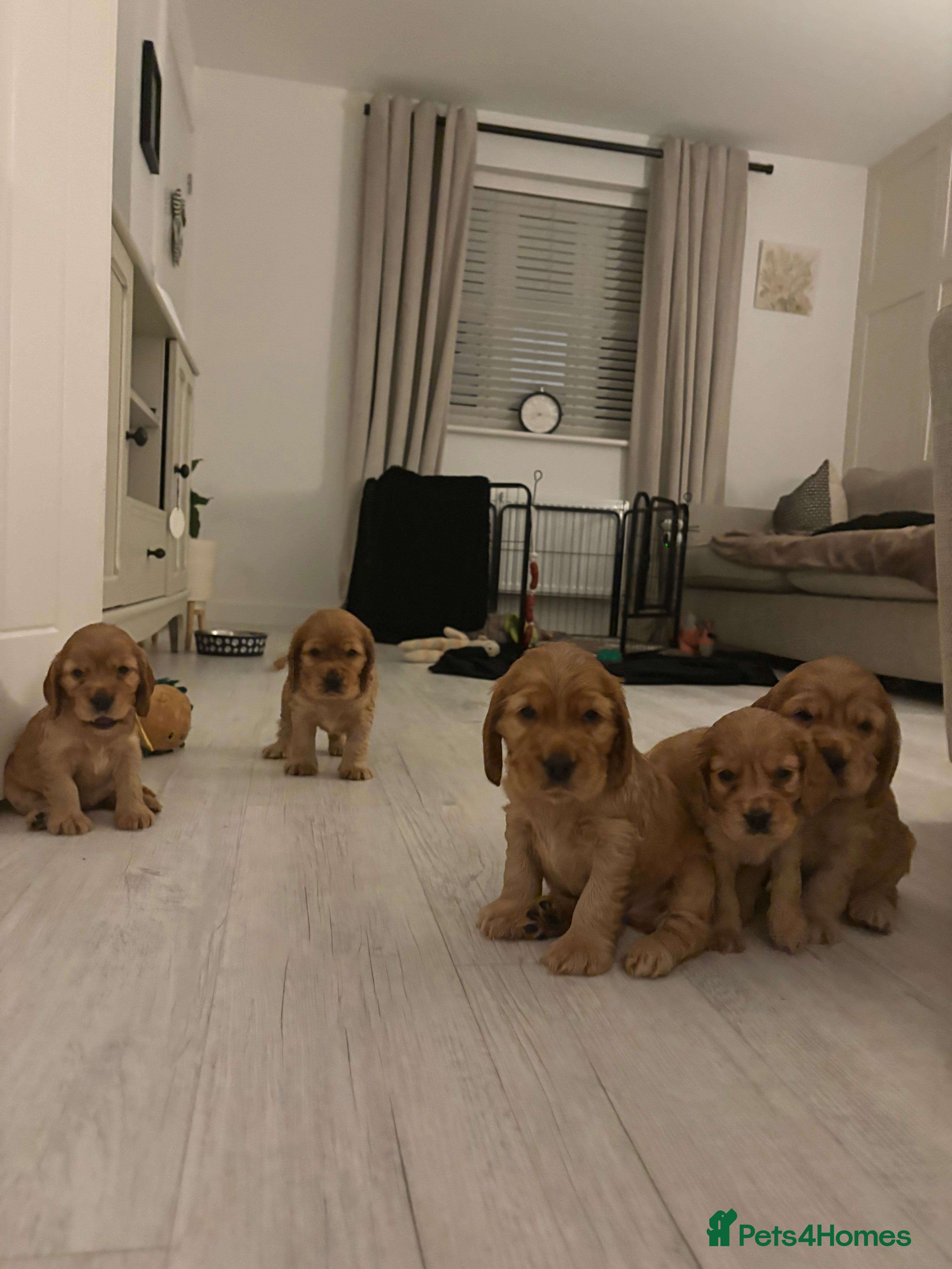 Cocker Spaniel dogs Show type cocker spaniels *ONE GIRL LEFT*  - Advert 8