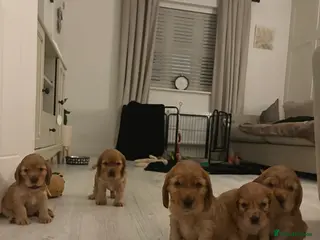 Cocker Spaniel dogs Show type cocker spaniels *ONE GIRL LEFT* - Advert 8