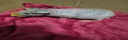 Guinea Pig rodents for sale: Pair of Baby Male Skinny Pigs For Sale  - Advert 9