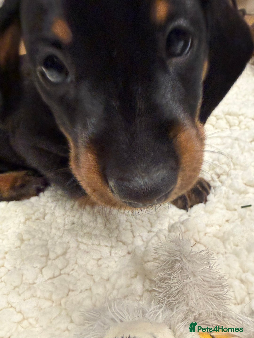 Dachshund dogs for sale: Beautiful Dachshund Puppies – KC Registered Lines - Advert 30