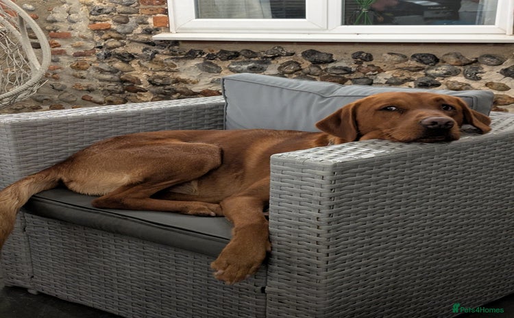 Labrador Retriever dogs Red Labrador KC registered in Ipswich - Advert 13