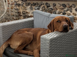 Labrador Retriever dogs Red Labrador KC registered in Ipswich - Advert 5