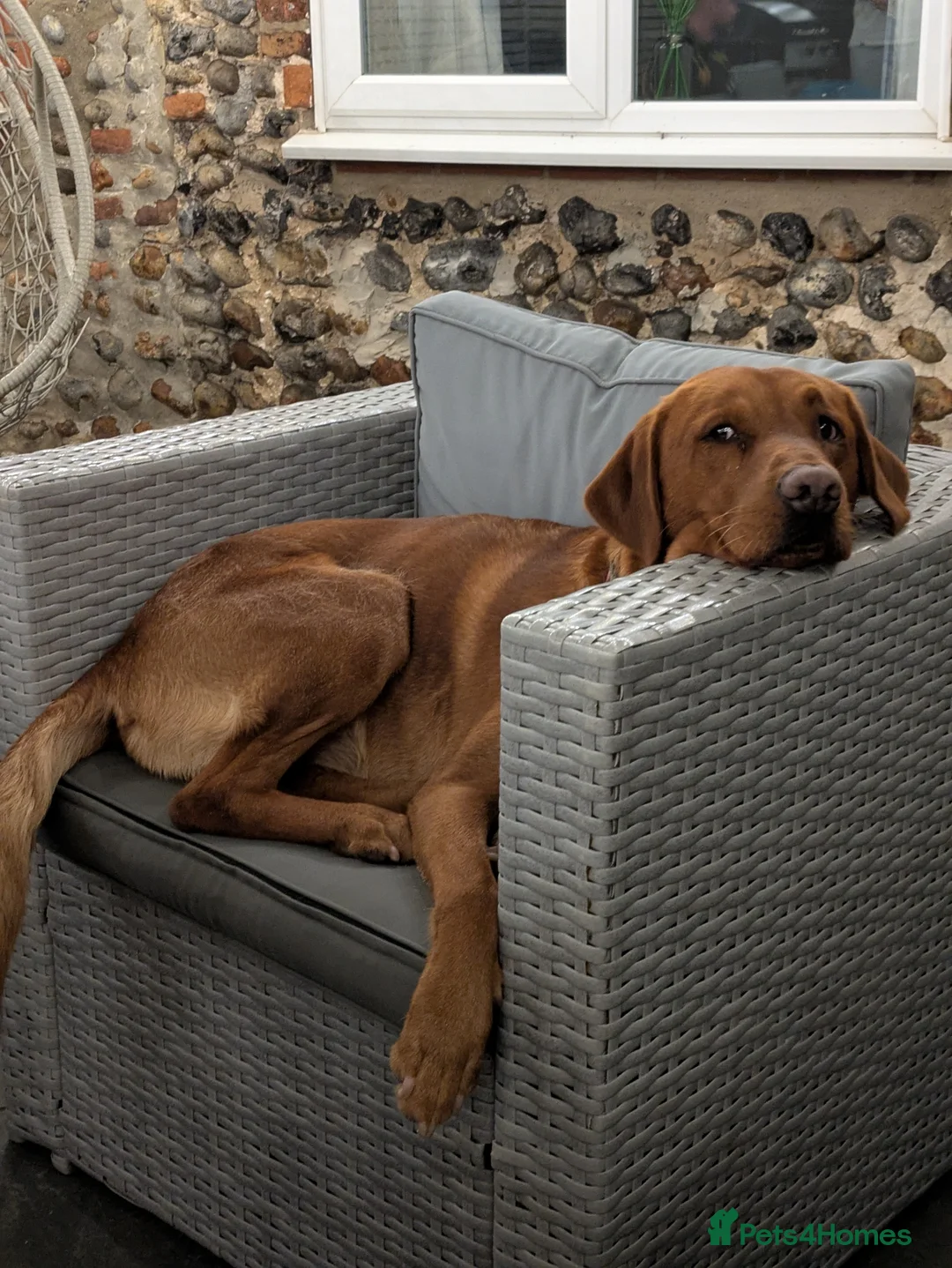 Labrador Retriever dogs for stud: Red Labrador KC registered in Ipswich - Advert 2