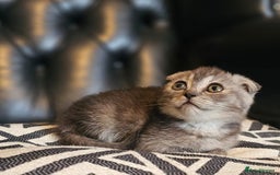 Scottish Fold cats for sale: Beautiful Scottish fold/straight kittens  - Image 7