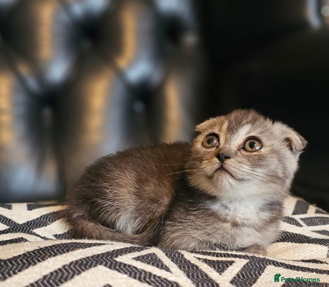 Scottish Fold cats for sale: Beautiful Scottish fold/straight kittens  - Image 7