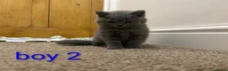 Scottish Fold cats for sale: Scottish fold Kittens  - Advert 9