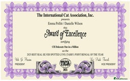 Bengal cats for sale: Exceptional show quality Brown TICA registered 🥰 - Image 36