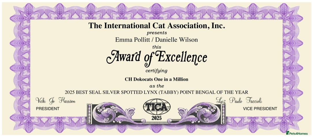 Bengal cats for sale: Exceptional show quality Brown TICA registered 🥰 - Image 36