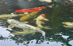Koi Carp fish for sale: Complete Koi carp set up for sale - Image 18