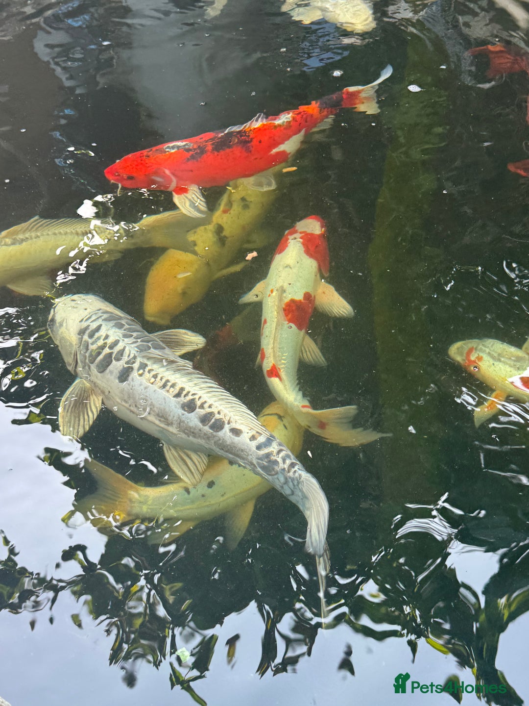 Koi Carp fish for sale: Complete Koi carp set up for sale - Image 18