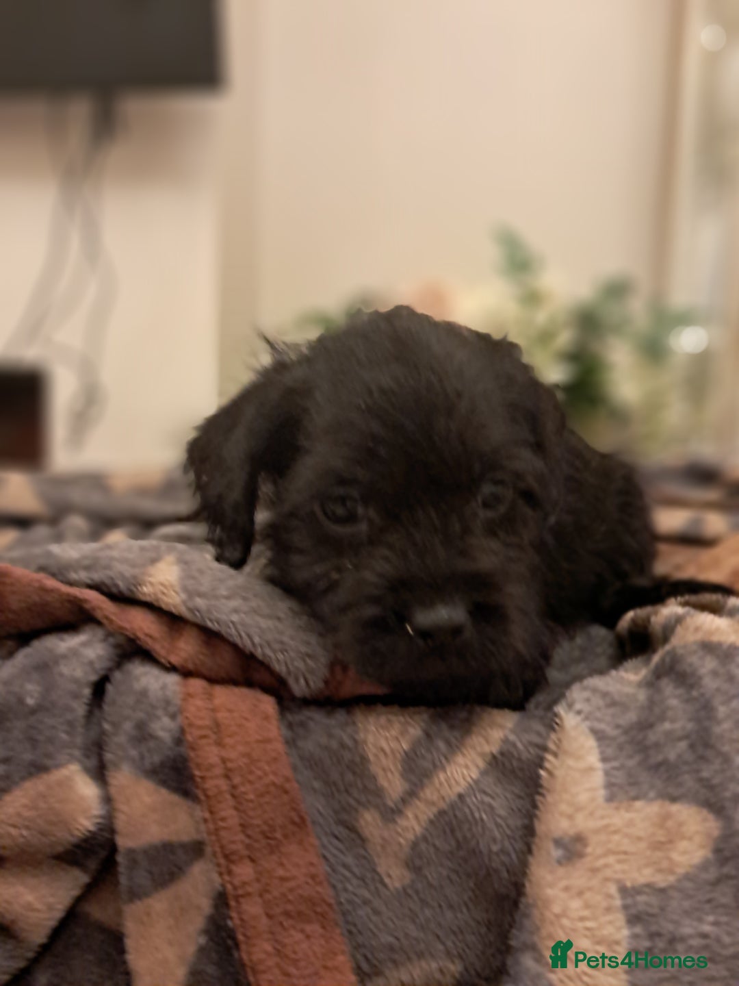 Mixed Breed dogs for sale: Froodles French bulldog x poodle - Advert 5