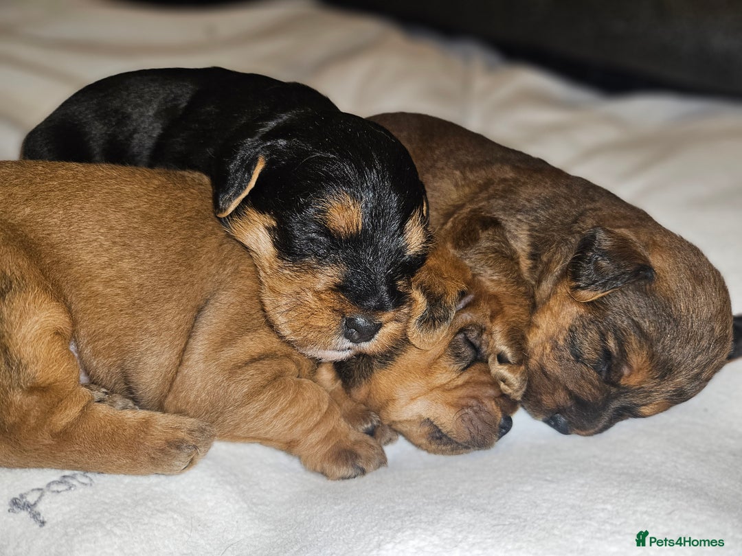 Lakeland Terrier dogs for sale: Lakeland terrier  - Advert 2