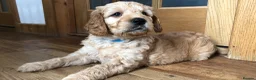 Goldendoodle dogs for sale: F1 Miniature Goldendoodle 100% DNA Health Tested - Advert 1
