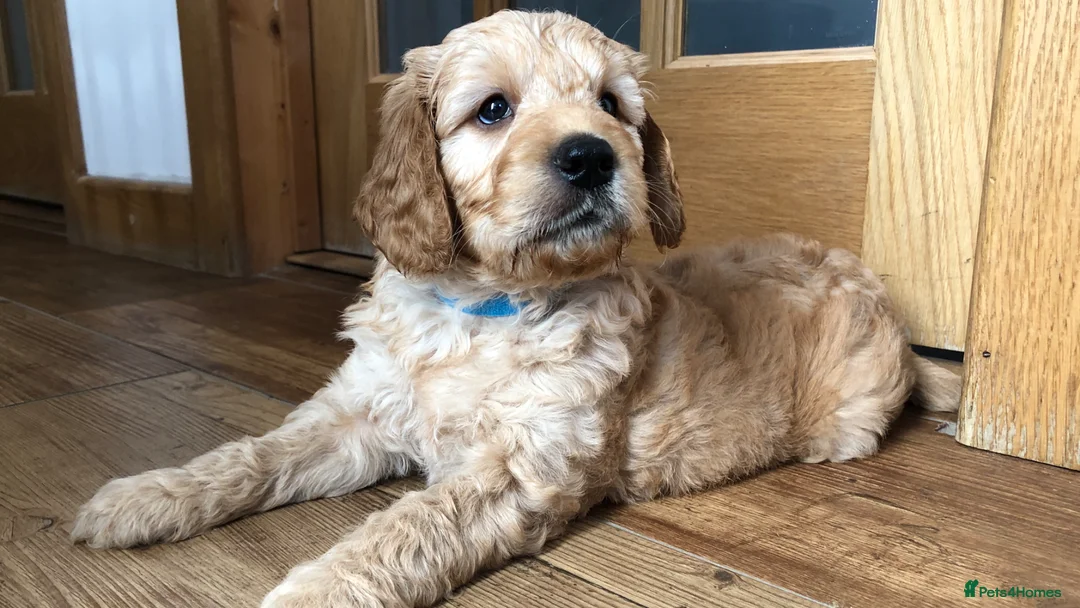 Goldendoodle dogs for sale: F1 Miniature Goldendoodle 100% DNA Health Tested - Advert 1
