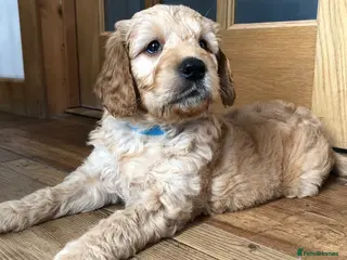 Goldendoodle dogs F1 Miniature Goldendoodle 100% DNA Health Tested - Advert 4