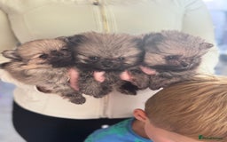 Pomeranian dogs for sale: TINY RUSSIAN / KOREAN TOY POMERANIANS READY NOW - Image 6