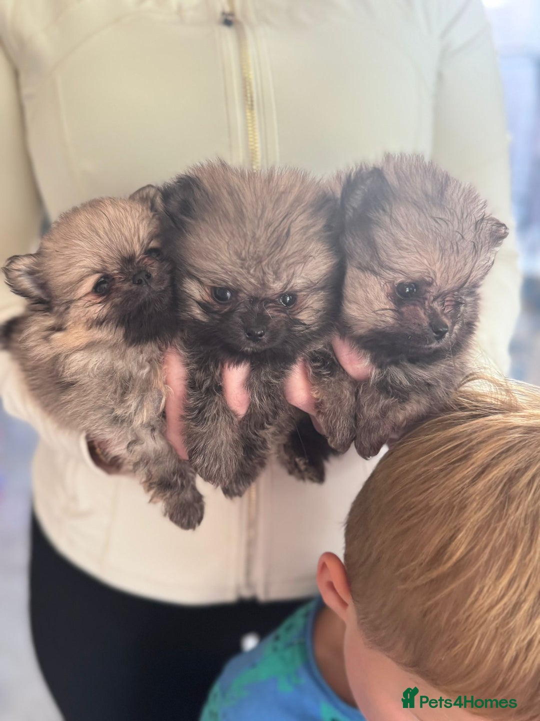 Pomeranian dogs for sale: TINY RUSSIAN / KOREAN TOY POMERANIANS READY NOW - Image 6