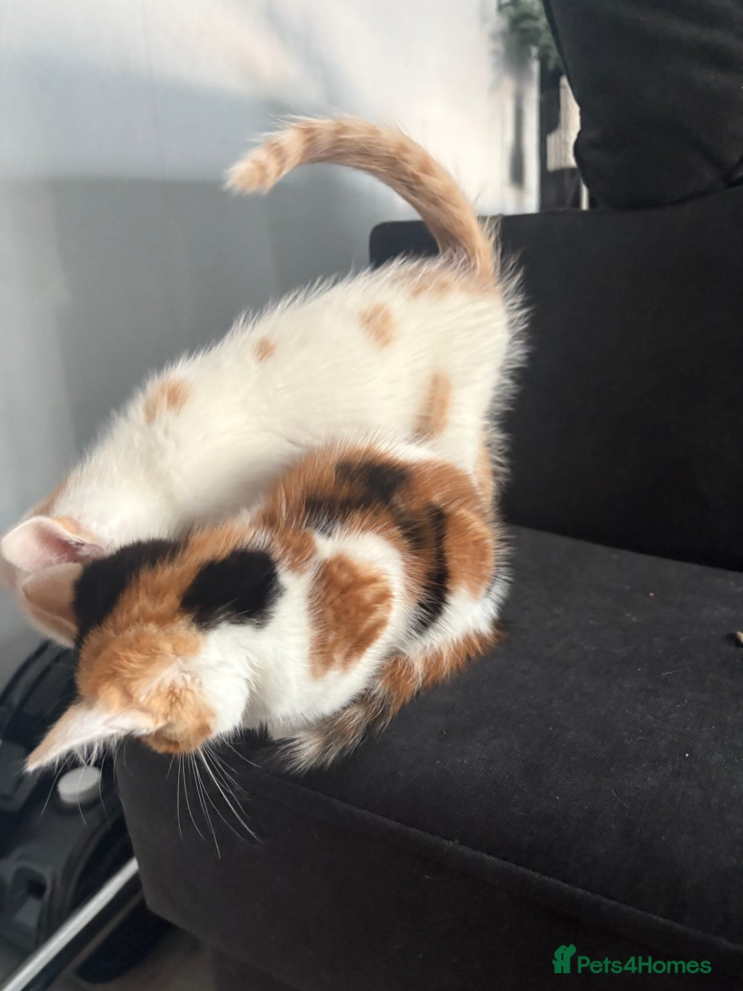 Mixed Breed cats for sale: 2 girls 2 boys beautiful playful kittens - Image 9