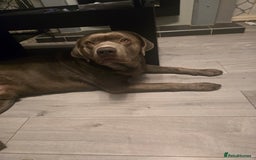 Labrador Retriever dogs for sale: Chunky cute lab pups for sale - Image 26