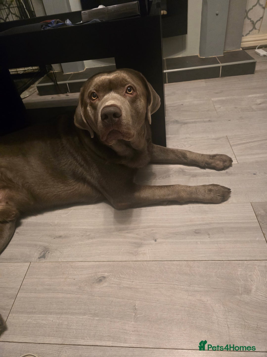 Labrador Retriever dogs for sale: Chunky cute lab pups for sale - Image 26