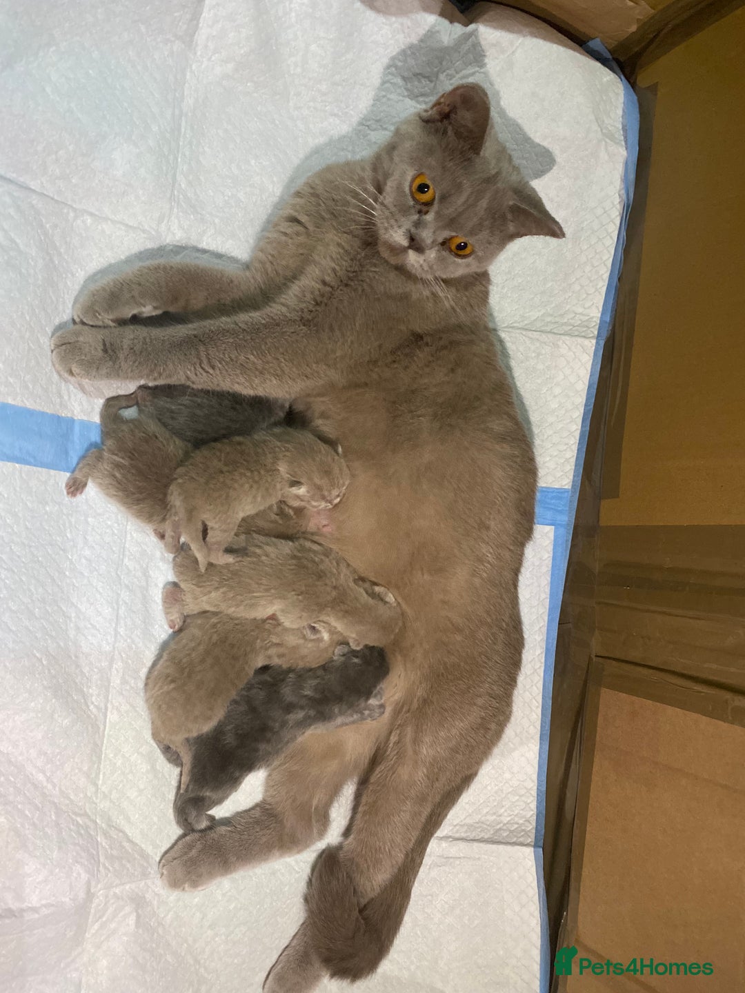 British Shorthair cats for sale: Stunning British shorthair kittens - Advert 1