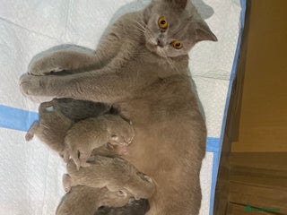 British Shorthair cats Stunning British shorthair kittens - Advert 1