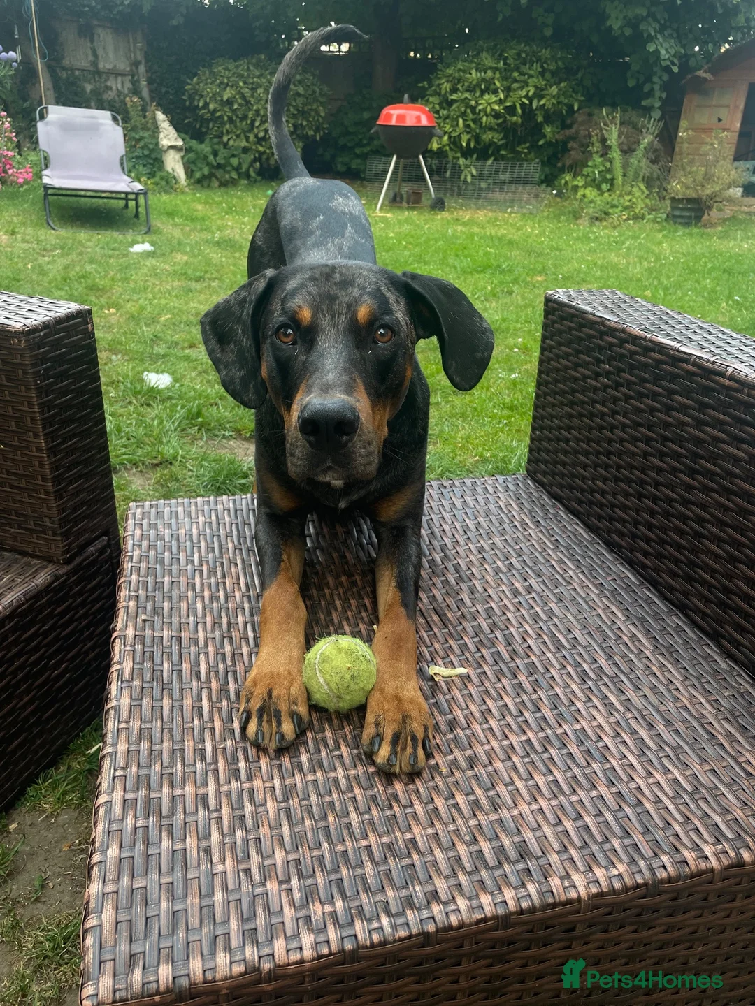 Catahoula Leopard Dog dogs for stud: Hubie  in Radlett - Advert 4