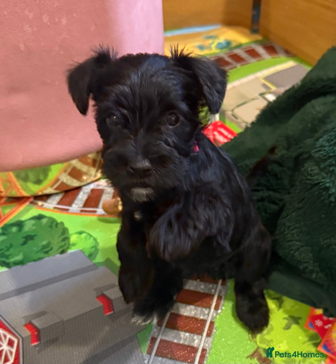 Miniature Schnauzer dogs for sale: Gorgeous KC Reg mini Schnauzers 1 black girl left  - Advert 13