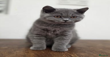 British Shorthair cats - Advert 2